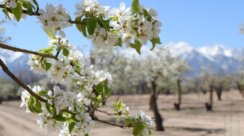 Manzanar apple blossums.jpg