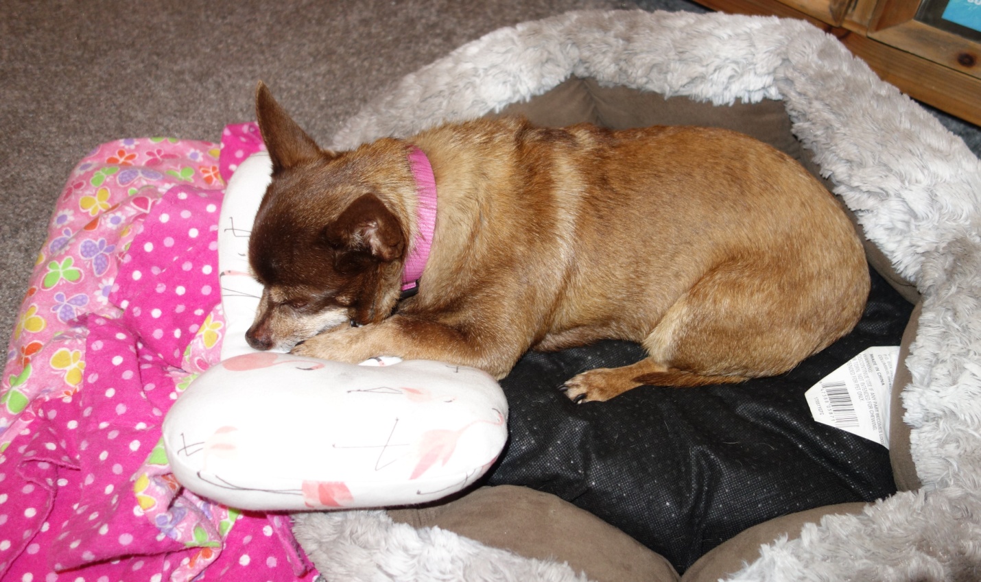 C:\Users\Garrett\Desktop\Jo's Stuff\Mia On Her Pillow Edited.JPG