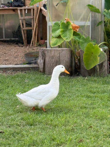 "Marbles" the Duck roams the grounds at The Myrtles St. Francisville, LA. | The Secret Life of Marbles